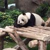 Pandas May Be Headed To Bronx Zoo, If All The Stars Align